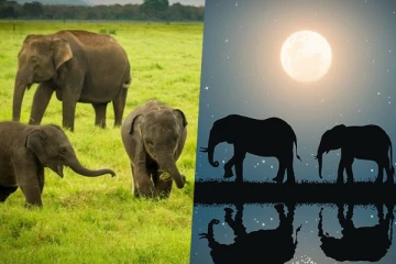 யானைகள் கணக்கெடுப்பிற்கு மேற்கொள்ளப்படவுள்ள விசேட வழிமுறை