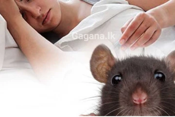 අතිශය භයානක තත්ත්වයක්..තවත් දිස්ත්‍රික්කයකට මී උණ පැතිර යයි..!