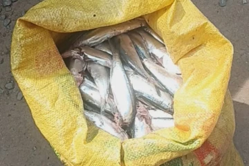 களுவாஞ்சிகுடி சந்தையில் பழுதடைந்த மீன்கள் விற்பனை