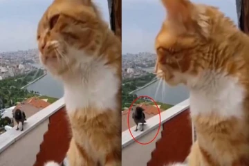 காகத்திடம் வியாக்கியானம் பேசிய பூனை..மிரண்டு போன பார்வையாளர்கள்