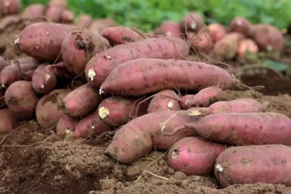 தொப்பையை குறைக்க இந்த வேர் காய் கறிகளை சாப்பிடணுமாம் | Eat This Root Curry To Reduce Belly Fat