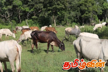 மேய்ச்சல் தரை இன்றி உயிரிழக்கும் கால்நடைகள்!
