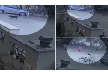 தெரு நாய்கள் பிடியில் சிக்கிய குழந்தை... - வெறியோடு கடித்து கொதறிய அதிர்ச்சி வீடியோ வைரல்