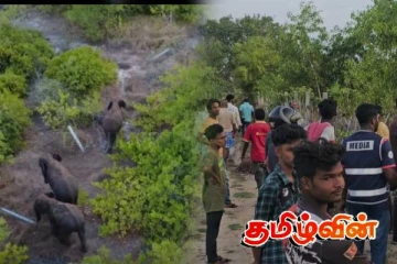 புதுக்குடியிருப்பு பகுதிக்குள் புகுந்து காட்டு யானைகள் அட்டகாசம்: விடுக்கப்பட்டுள்ள கோரிக்கை