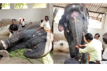 இரும்புக் கம்பி அறையில் பயங்கரம்..இறந்த பாகனை நினைத்து சரிந்த தெய்வானை யானை..!