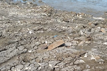 கிளிநொச்சி மாவட்டத்தில் கடும் வறட்சி! மீன் இனங்கள் அழிவடையும் அபாயம் (PHOTOS)