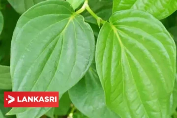 வெற்றிலை சாப்பிட்டால் இவ்வளவு நன்மை கிடைக்குமா? உடலின் நச்சுக்கள் வெளியேறி முழு உடலும் சுத்தம் ஆகுமே!