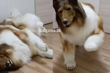 බල්ලෙකු වෙන්න දඟලන කොල්ලෙක් - බල්ලන් සහ මිනිසුන් ඉව කරමින් උද්‍යානයකත් ඇවිදලා.. (VIDEO/PHOTOS)