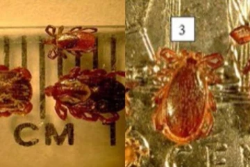 ஒன்றாரியோவில் உண்ணிகள் தொடர்பில் விடுக்கப்பட்டுள்ள எச்சரிக்கை!