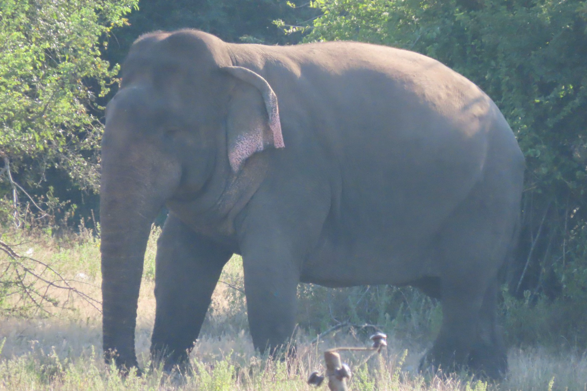 அருகம்பே - சாவாலை வீதியில் நள்ளிரவில் புகுந்த காட்டு யானை | Wild Elephant Enters Arugambai Road Midnight அருகம்பே - சாவாலை வீதியில் நள்ளிரவில் புகுந்த காட்டு யானை | Wild Elephant Enters Arugambai Road Midnight