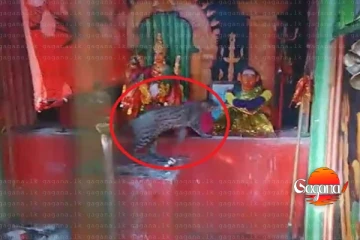 වදින්න ගිය දෙවාලෙන් දිවියෙක් මතුවෙලා මිනිස්සු පණ බේරාගෙන දුවලා [PHOTO]