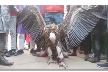 கல்லறையில் 100 வயது கொண்ட வெள்ளை இமாலய கழுகு கண்டுபிடிப்பு - வைரலாகும் அபூர்வ வீடியோ...!