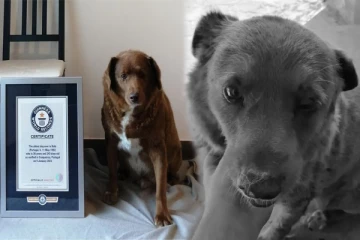 கின்னஸ் சாதனை படைத்த 'உலகின் மிகவும் வயதான' நாய் 31 வயதில் மரணம்!