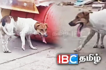 போதைப்பொருள் கலந்த தண்ணீரை குடித்த நாய்! வைரலாகும் காணொளி