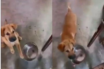 பசியால் புத்திசாலி நாய் செய்த செயலைப் பாருங்க... - அசந்துடுவீங்க...