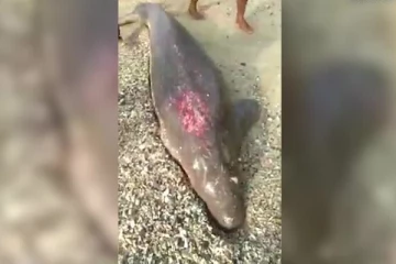 வெட்டுக்காயங்களுடன் கரைஒதுங்கிய கடல் பசு