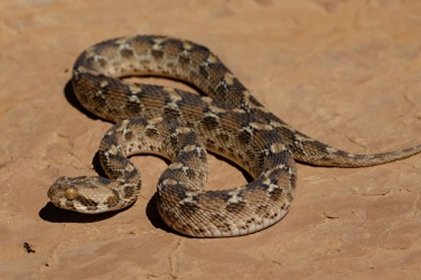 Viral Video: பைக் சைலன்சரில் அசால்டாக பயணிக்கும் பாம்பு... நம்பமுடியாத காணொளி | Snake Travel Bike Silencer Hole Shocking Video