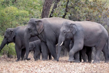 இலங்கையில் துப்பாக்கிசூட்டுக்கு உள்ளான யானைகளின் எண்ணிக்கை குறித்து வெளியான அதிர்ச்சி தகவல்