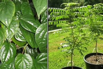 வீட்டில் இந்த செடியை வளர்கின்றீர்களா? அப்படியென்றால் தினமும் வீட்டில் சண்டை தான்