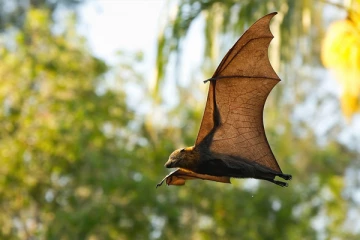 வௌவல்களினால் மனிதர்களுக்கு பரவும் புதிய வைரஸ்
