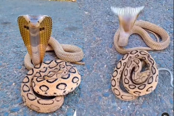 Snake Video: விஷப்பாம்பு மற்றொரு விஷப்பாம்பை காப்பாற்றுவதை பார்த்ததுண்டா?