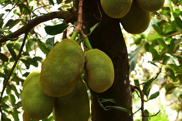 பலாபழத்தில் வழுக்கியதால் உயிரிழந்த சிறுமி | Girl Dies After Slipping On Jackfruit