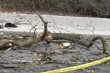 டொராண்டோவில் மரக்கிளை விழுந்ததில் பெண் படுகாயம்