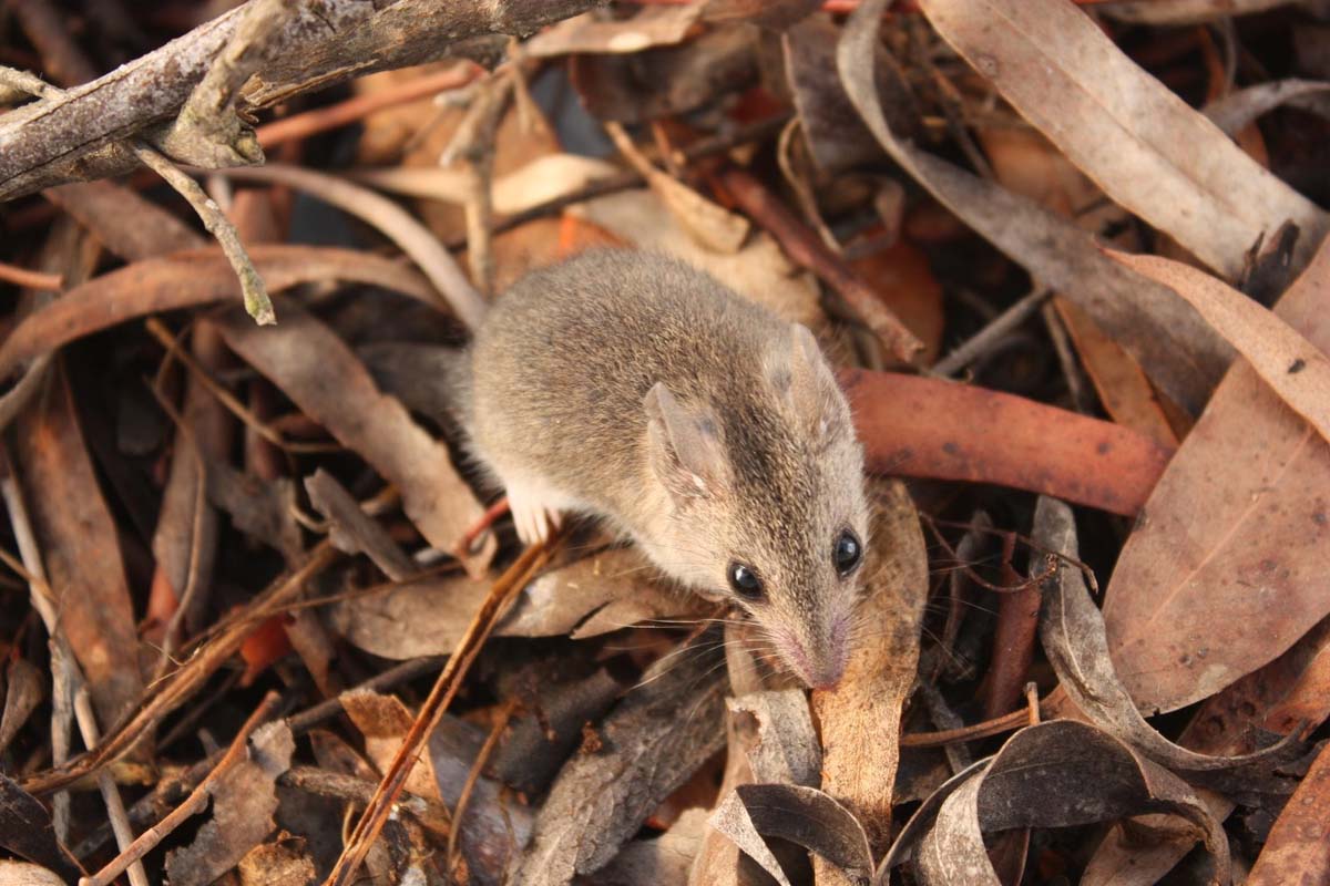 வெறும் 11 நாட்களில் இனப்பெருக்கும் உயிரினம்! பலரும் அறியாத உண்மை | This Animal Reproduce In 11 Days வெறும் 11 நாட்களில் இனப்பெருக்கும் உயிரினம்! பலரும் அறியாத உண்மை | This Animal Reproduce In 11 Days
