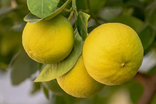 இலங்கையில் எகிறும் தேசிக்காய் விலை! | Lemon Prices Are Soaring In Sri Lanka