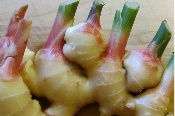 சுகர் நோயாளி ஒரே ஒரு துண்டு இஞ்சி தின்னா என்ன நடக்கும்! தினமும் சாப்பிடலாமா? | Health Benefits Of Ginger