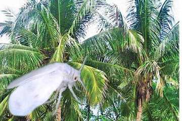 யாழில் வெள்ளை ஈ தாக்கம்: சுமார் 5,000 தென்னை மரங்கள் பாதிப்பு!