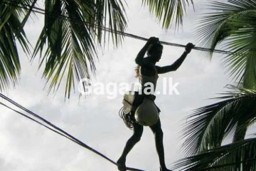 රා බද්ද පනවන හැටි මෙන්න..රජයට ආදායමක්..