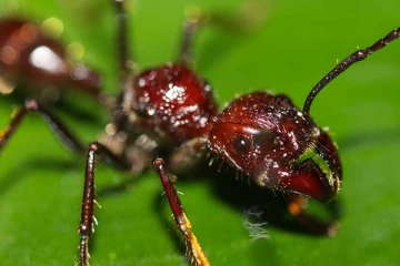 எறும்புகள் பற்றி நாம் அறிந்திடாத சுவாரஸ்ய தகவல்கள் ! இதோ உங்களுக்காக