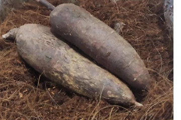 இலங்கை மரவள்ளி கிழங்குகளிற்கு வெளிநாடுகளில் கிடைத்த மவுசு.... தீயாய் பரவும் புகைப்படங்கள்!