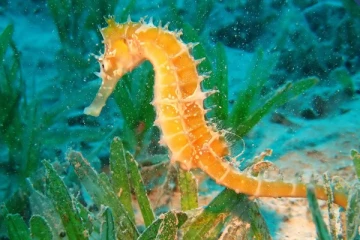 கடல் குதிரை பற்றிய சுவாரஸ்யமான தகவல்கள்.! தெரிந்து கொள்ளுங்கள்