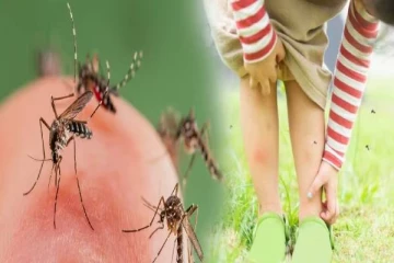 வீட்டில் நுளம்பு தொல்லையா? விரட்டியடிக்க இதோ புதிய வழி..!