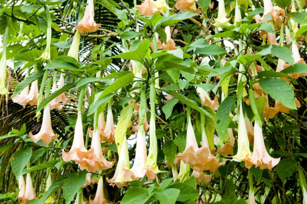 நினைவை அழிக்க கூடிய செடிகளை வளர்த்த எப்ஸ்டீன் - இந்து புராணத்திலும் உள்ள மலர் | Epstein Used Trumpet Plants To Hallucinate Victims