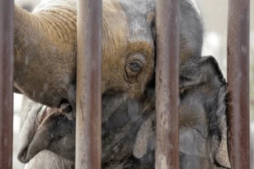 இலங்கையில் யானைக்கு நேர்ந்த கொடுமை!தாய்லாந்து அரசாங்கம் எடுத்த அதிரடி நடவடிக்கை