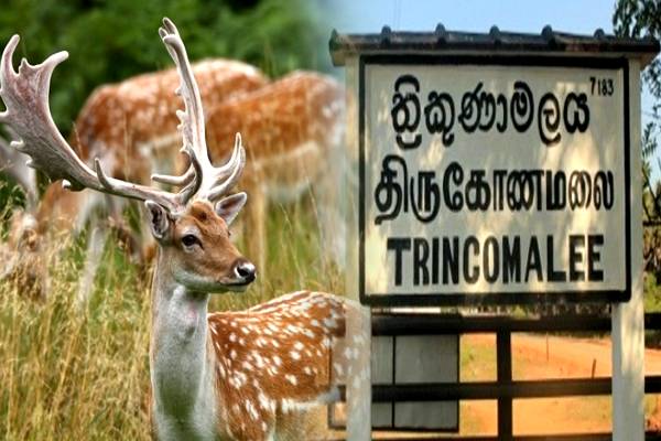 திருகோணமலை வீதியில் கொம்பு மான் ஒன்று சடலமாக மீட்பு! | Dead Deer Was Found On A Trincomalee Road