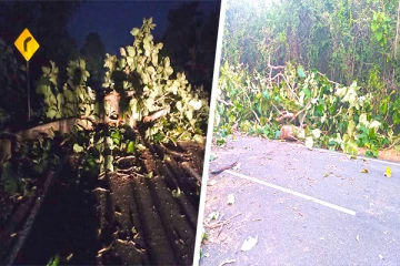 மன்னாரில் தேக்கு மரங்களை வெட்டி சென்ற மர்ம நபர்கள்