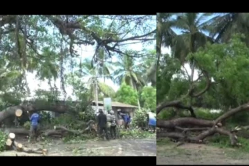 இராஜபாளையத்தில் 100 ஆண்டுகள் பழமையான மரங்களை வெட்டாமல் சாலை அமைக்க பொதுமக்கள் கோரிக்கை