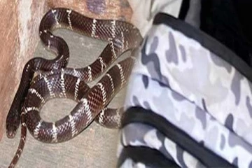 பாடசாலையில் பையை திறந்த மாணவிக்கு காத்திருந்த அதிர்ச்சி