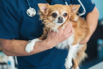 நாய்கள் மத்தியில் பரவும் வைரஸ்! மனிதர்களுக்கு பரவும் வாய்ப்பு உண்டா? ஆய்வில் வெளிவந்த பரபரப்பு முடிவுகள்