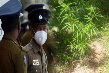புத்தளத்தில் கஞ்சாச் செடிகளை வளர்த்தவருக்கு நேர்ந்த கதி!
