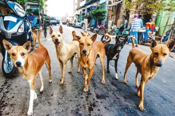 இலங்கையில் நாய்களுக்கு உணவளிப்போரின் கவனத்திற்கு ; விடுக்கப்பட்ட கோரிக்கை
