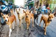 இலங்கையில் நாய்களுக்கு உணவளிப்போரின் கவனத்திற்கு ; விடுக்கப்பட்ட கோரிக்கை