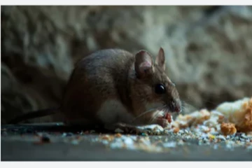 என்னது... எலிகளை கொன்றால் கோடிகளில் சம்பளமா?