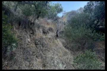 Optical illusion: படத்தில் பதுங்கி இருக்கும் நரியை உங்களால் கண்டுபிடிக்க முடியுமா?