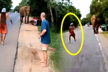 இலங்கையை சுற்றிப்பார்க்க வந்த வெளிநாட்டவர்களுக்கு நேர்ந்த கதி! தலைதெறிக்க ஓடிய காட்சி