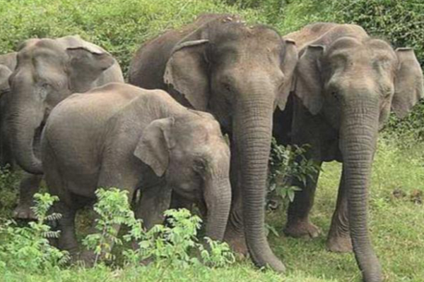 காட்டு யானைகளை விரட்டும் நடவடிக்கை இடைநிறுத்தம் | Operation To Repel Wild Elephants Suspended காட்டு யானைகளை விரட்டும் நடவடிக்கை இடைநிறுத்தம் | Operation To Repel Wild Elephants Suspended
